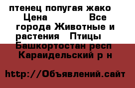 птенец попугая жако  › Цена ­ 60 000 - Все города Животные и растения » Птицы   . Башкортостан респ.,Караидельский р-н